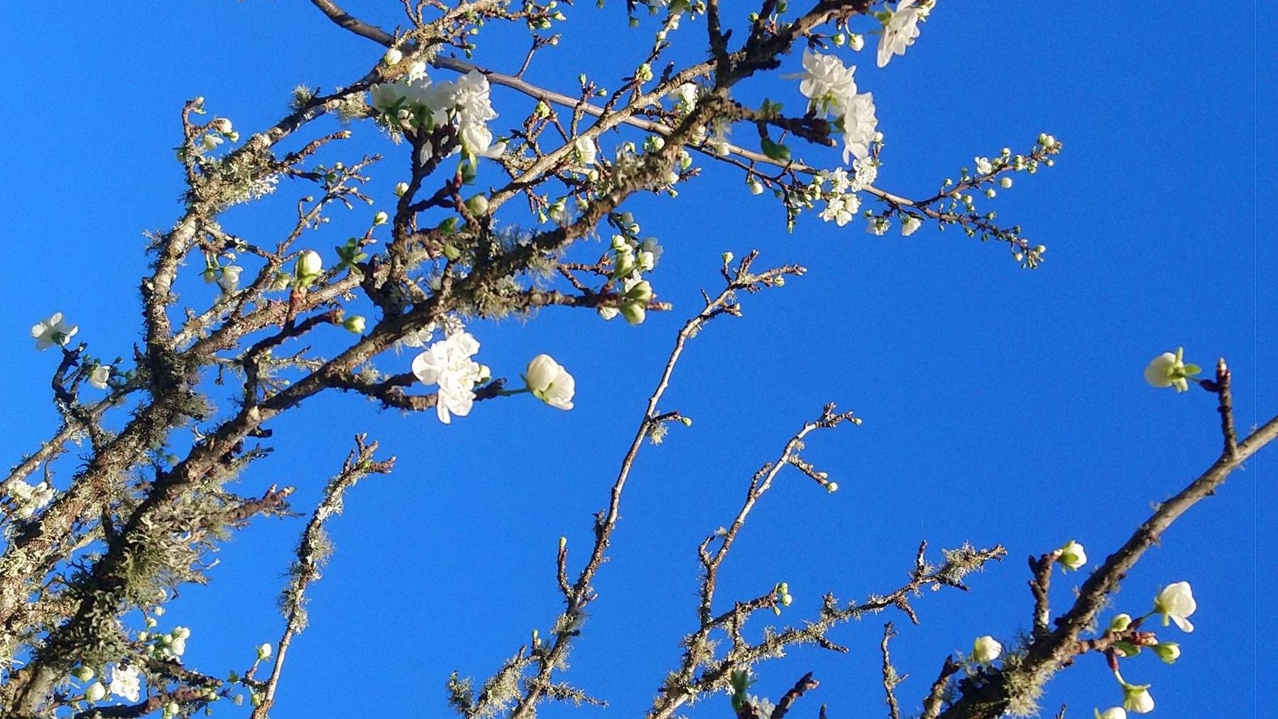 Blossoms on tree at greenvalleyportugal