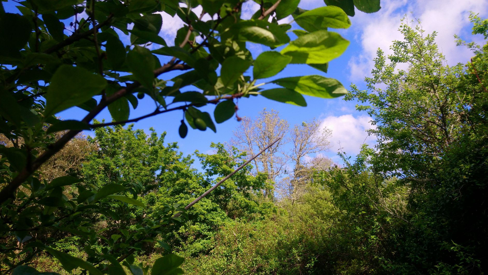 View of the blue sky between green trees at greenvalleyportugal